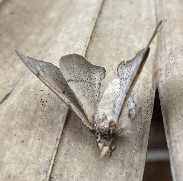 Moth trapping begins in Iowa