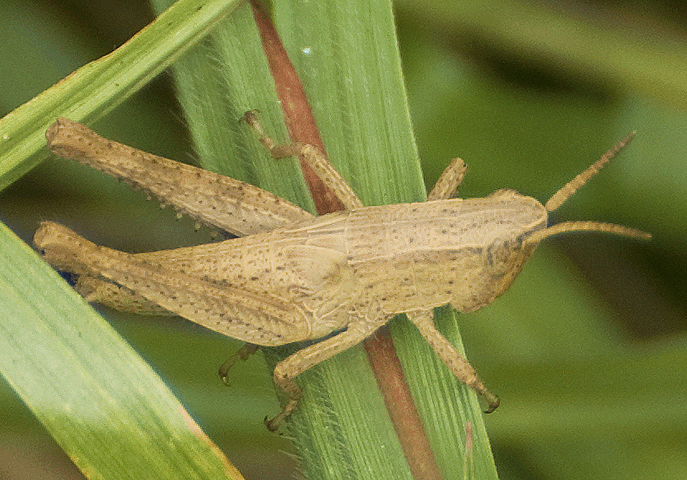 Long-horned grasshopper, Insects, Orthoptera, Acrididae