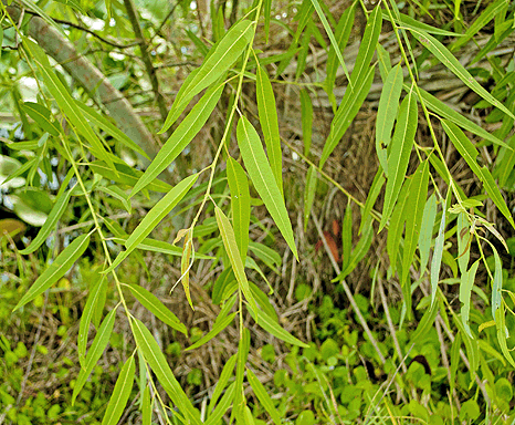 Salix%20caroliniana%20leaves.gif