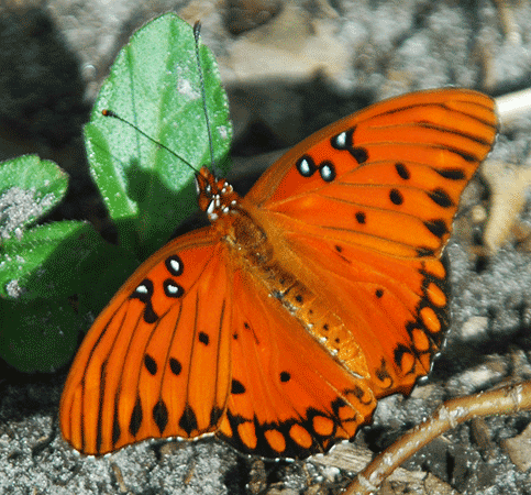 Gulf Fritillary