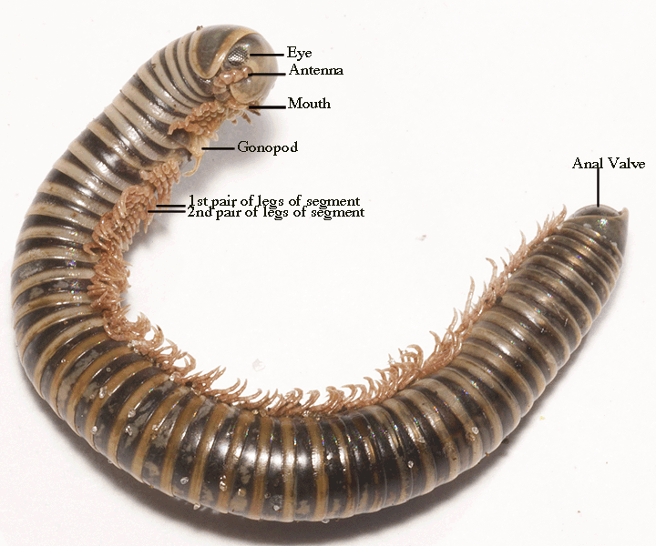 This species normally forages for food during the day under dead leaves. 