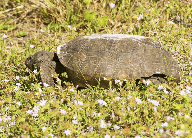 Tortoise Preserve