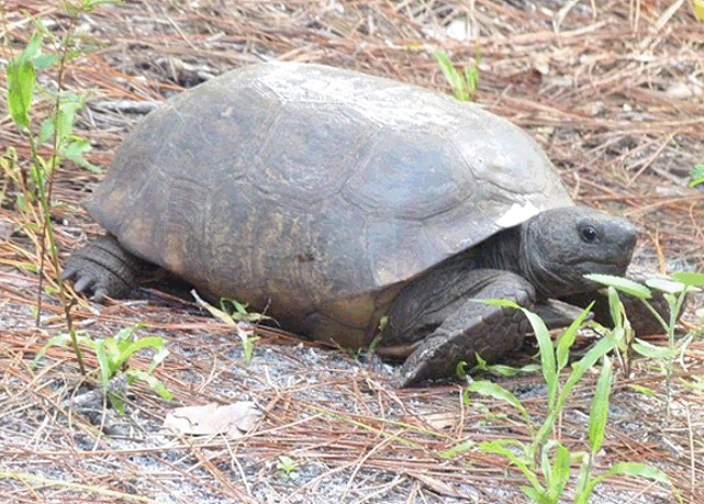 Tortoise Preserve