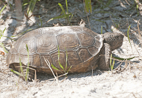 Tortoise Preserve