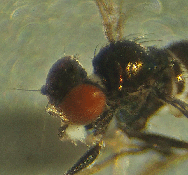 Coffee and long-legged flies, Dolichopodidae — Bug of the Week
