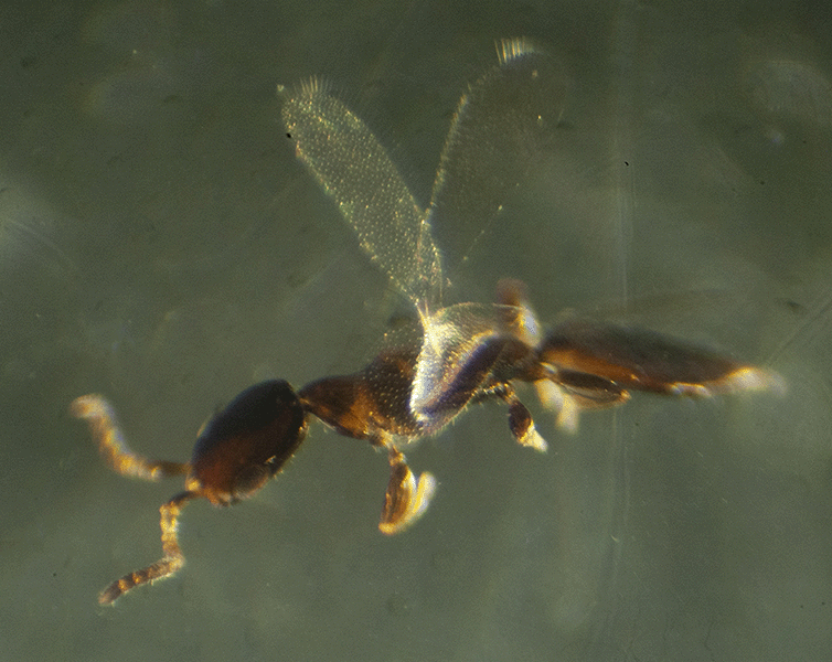 3.25 Stinger Bug